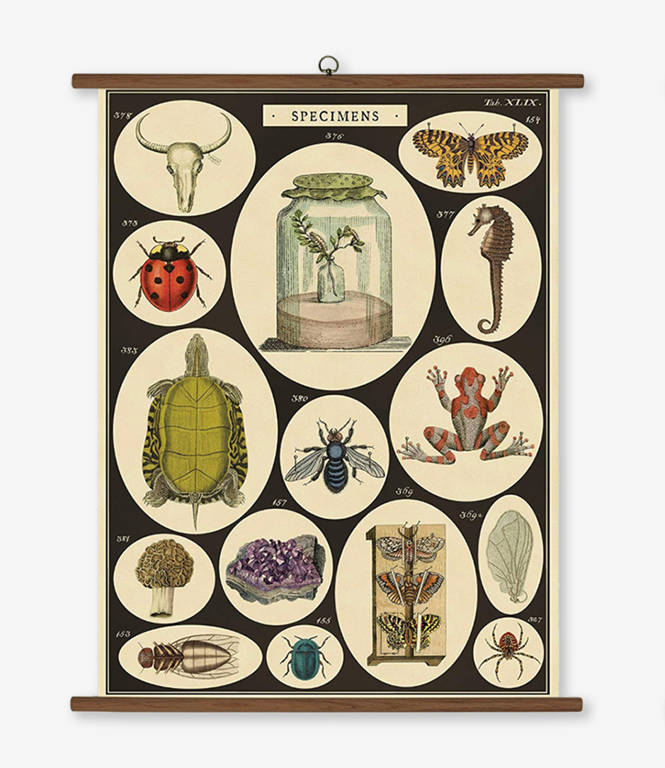 cavallini vintage school chart