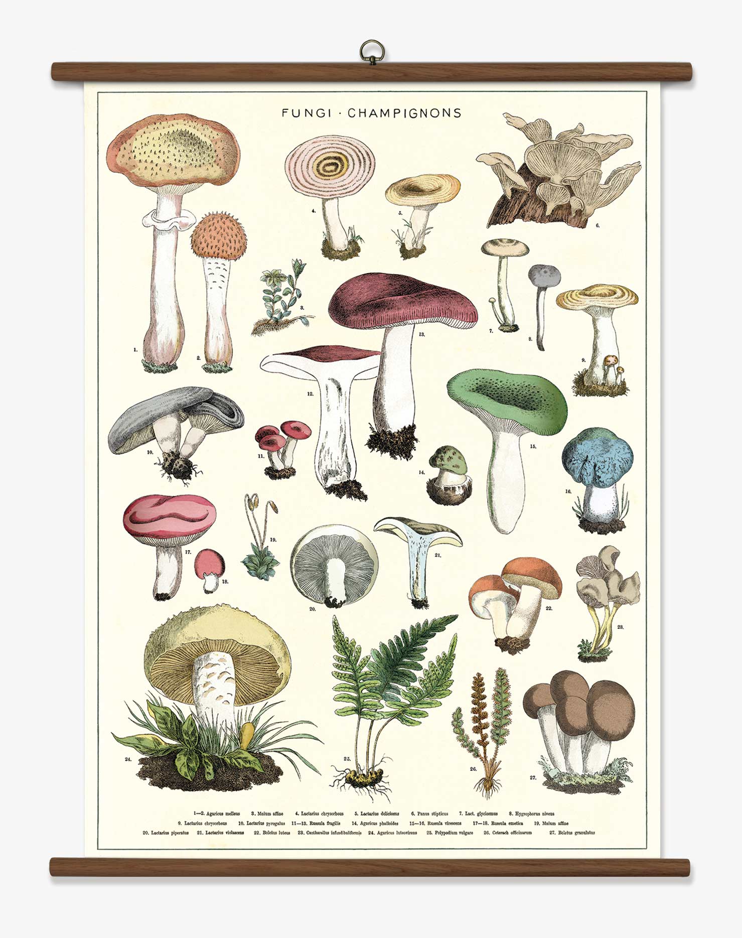 cavallini vintage school chart